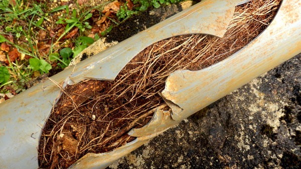Pipe clogged up with tree roots.